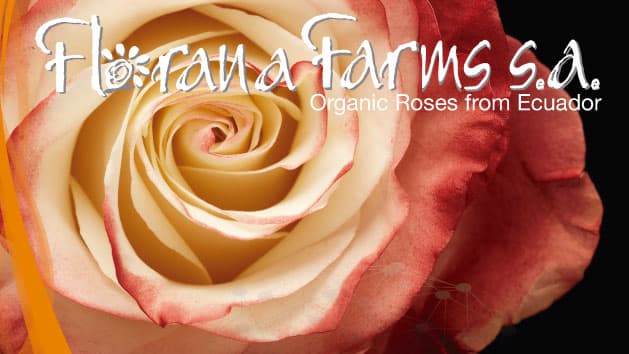 Premium Organic Roses from Ecuador